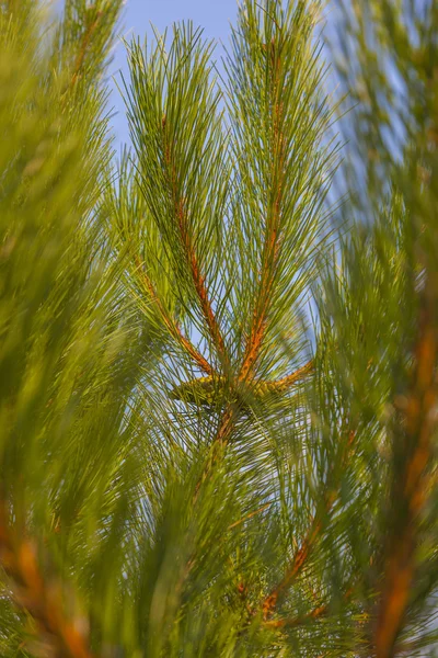 Green Pine Needles Blue Sky Background — Stock Photo, Image