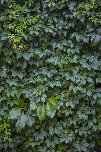 Fondo Pared Hojas Verdes —  Fotos de Stock