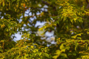 Mavi gökyüzüne karşı yeşil ağaç dalları