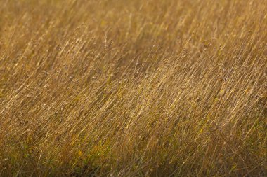 Kurumuş sarı otların arka planı