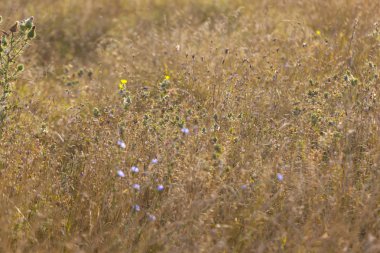 Kurumuş sarı otların arka planı