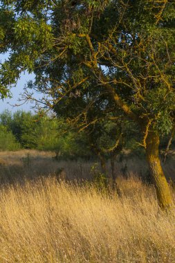 Kurumuş sarı çimenler ve yeşil ağaçlar