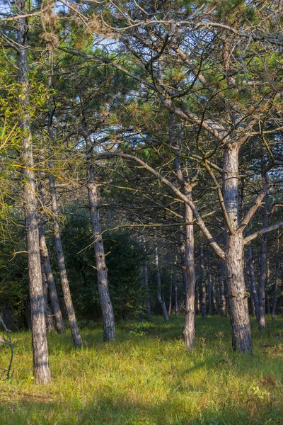 Grön Sydskog Med Träd Tallrik — Stockfoto