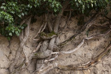 Vintage bükülmüş yaşlı bitkilerin gövdeleri