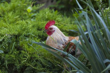 Güzel horoz yeşil çimlerde