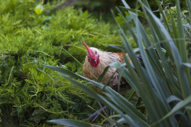 Güzel horoz, yeşil çimlerde 2017 yılının sembolüdür.