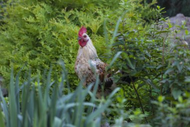 Güzel horoz yeşil çimlerde