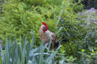 Güzel horoz yeşil çimlerde