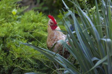 Güzel horoz, yeşil çimlerde 2017 yılının sembolüdür.