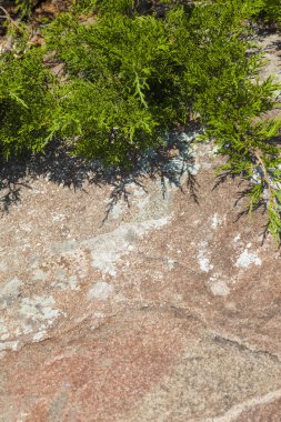 Kahverengi kayaların arka planında tarla kuşu