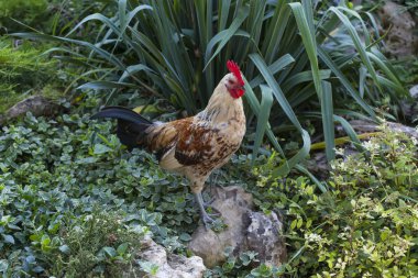 Güzel horoz, yeşil çimlerde 2017 yılının sembolüdür.