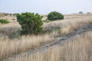 Kurumuş çimenler ve yeşil çalılıklar