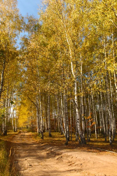 Gelbe Straße Durch Den Herbstlichen Birkenhain — Stockfoto