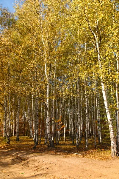 Gelbe Straße Durch Den Herbstlichen Birkenhain — Stockfoto