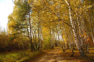 Sonbaharda Birch Korusu 'nda sarı yol