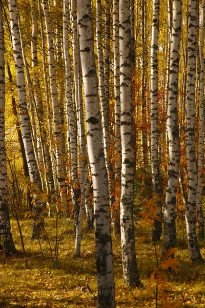 Κίτρινο Φύλλωμα Φθινόπωρο Birch Grove Στη Ρωσική Επαρχία — Φωτογραφία Αρχείου