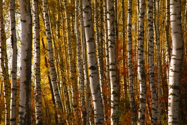 Κίτρινο Φύλλωμα Φθινόπωρο Birch Grove Στη Ρωσική Επαρχία — Φωτογραφία Αρχείου