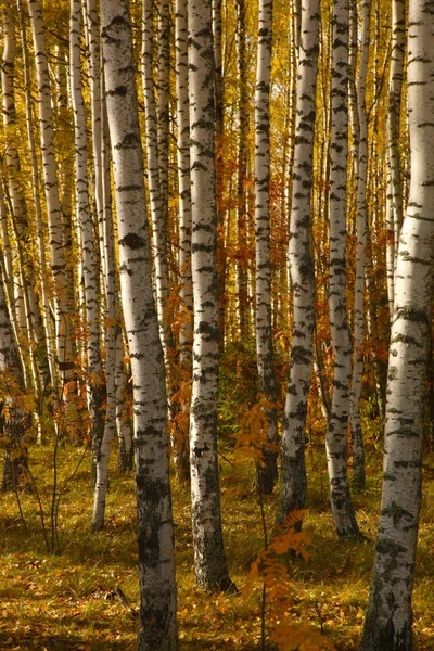 Κίτρινο Φύλλωμα Φθινόπωρο Birch Grove Στη Ρωσική Επαρχία — Φωτογραφία Αρχείου