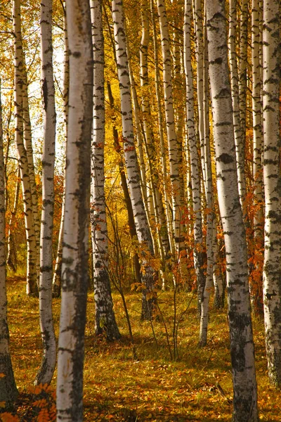 Follaje Amarillo Otoño Birch Grove Provincia Rusa — Foto de Stock