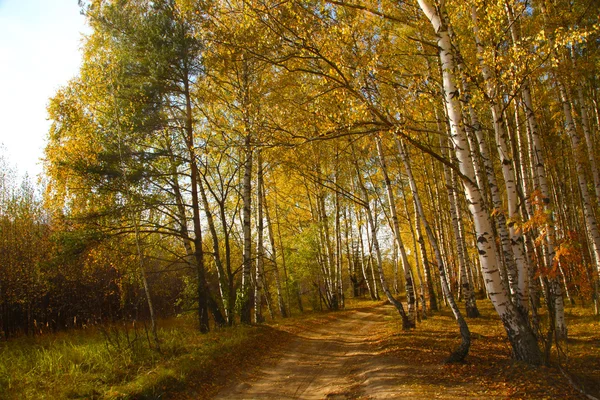 Yellow Road Autumn Birch Grove — Stock Photo, Image