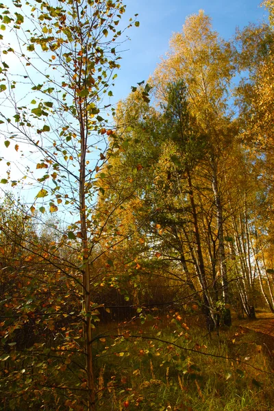 Gelbe Straße Durch Den Herbstlichen Birkenhain — Stockfoto