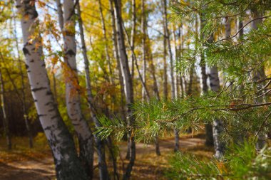 Sonbaharda Birch Korusu 'nda sarı yol