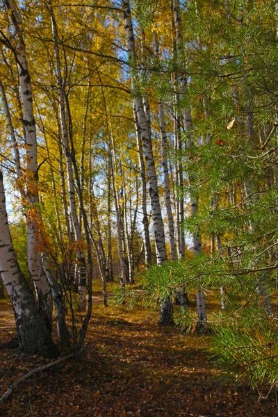 Gelbe Straße Durch Den Herbstlichen Birkenhain — Stockfoto