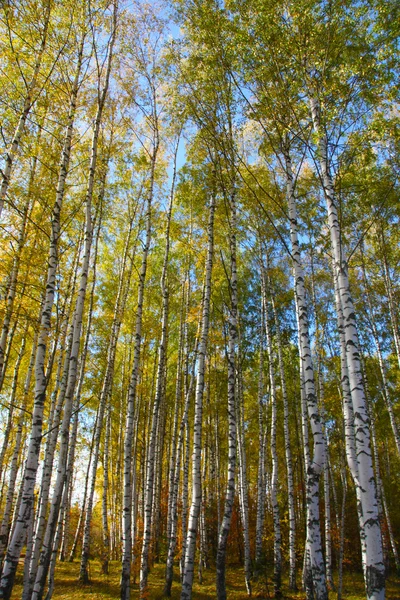 Goldener Herbst Der Russischen Provinz Und Blauer Himmel — Stockfoto
