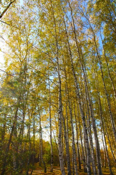 Outono Dourado Província Russa Céu Azul — Fotografia de Stock