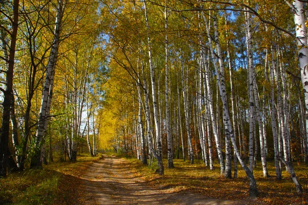 Yellow Road Autumn Birch Grove — Stock Photo, Image