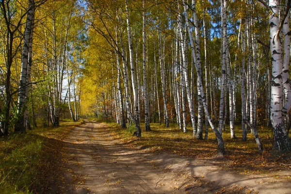 Yellow Road Autumn Birch Grove — Stock Photo, Image