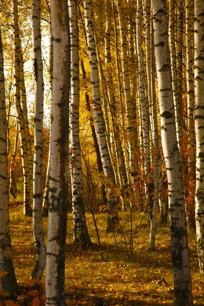 Gelbes Laub Herbst Birkenhain Der Russischen Provinz — Stockfoto