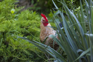 Güzel horoz, yeşil çimlerde 2017 yılının sembolüdür.