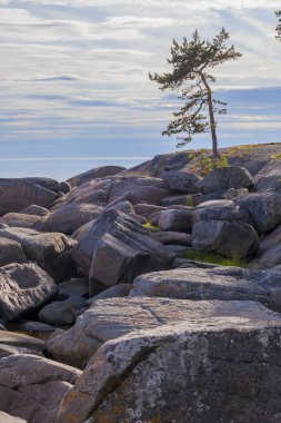 Kuzeydeki kayalıklarda yalnız bir çam