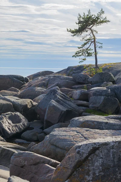 Eenzame Dennen Rotsen Van Het Noorden — Stockfoto