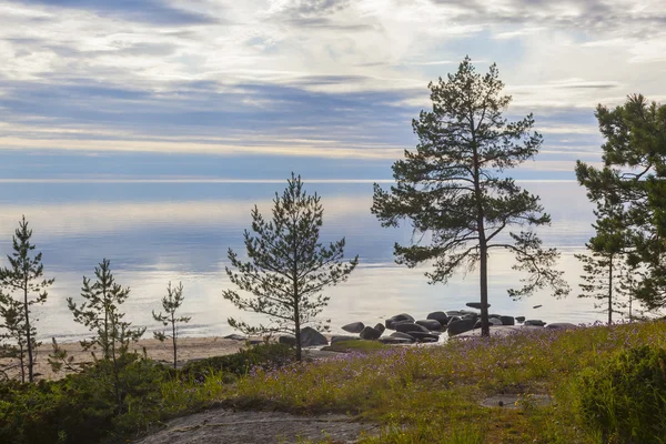 Lonely Pine Rocks Northern — Stock Photo, Image