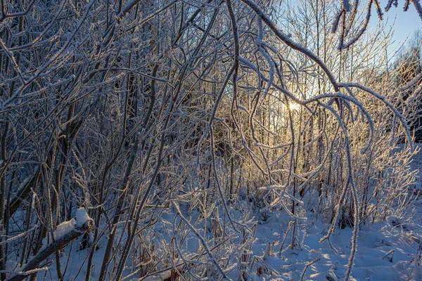 Πάγωμα Κλαδιά Δέντρων Στο Χειμερινό Δάσος Και Χιόνι — Φωτογραφία Αρχείου