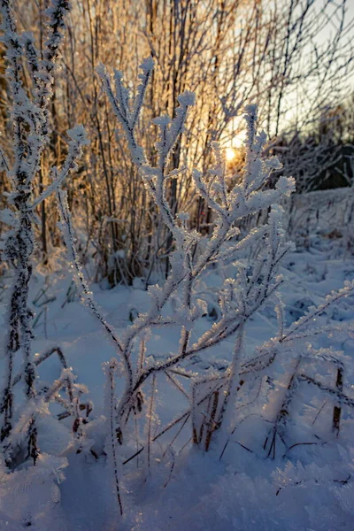 Mráz Větvích Stromů Zimním Lese Sněhu — Stock fotografie