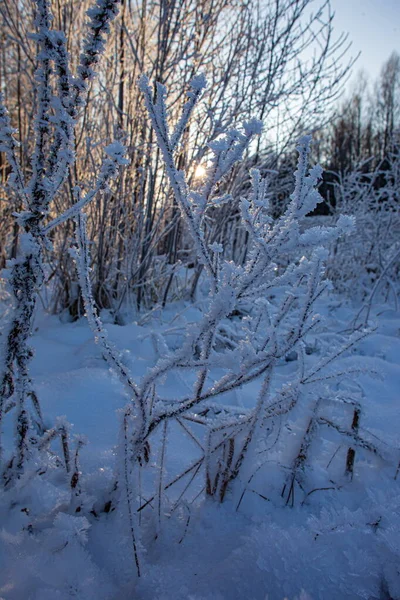 冬の森と雪の木の枝に霜 — ストック写真