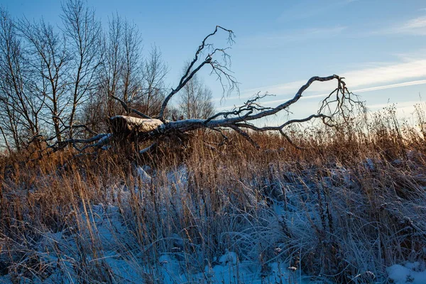 Kaatunut puu talvipellolla — kuvapankkivalokuva