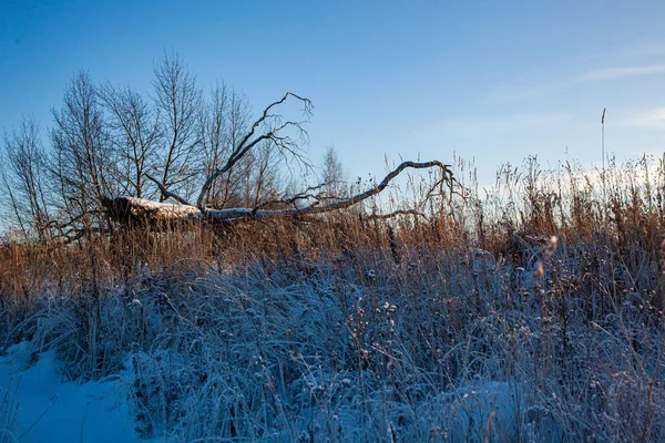 Árvore caída em um campo de inverno — Fotografia de Stock