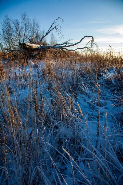 Πεσμένο δέντρο σε χειμερινό χωράφι — Φωτογραφία Αρχείου