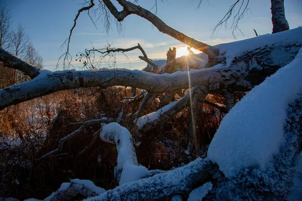 O sol brilha através dos ramos de uma árvore caída coberta de neve — Fotografia de Stock