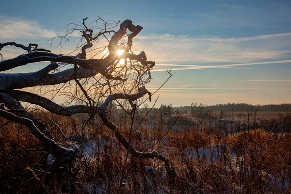 El sol brilla a través de las ramas de un árbol nevado caído Fotos De Stock Sin Royalties Gratis