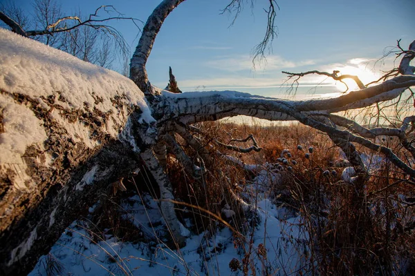 Ο ήλιος λάμπει μέσα από τα κλαδιά ενός χιονισμένου πεσμένου δέντρου — Φωτογραφία Αρχείου