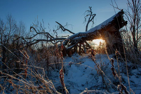 O sol brilha através dos ramos de uma árvore caída coberta de neve — Fotografia de Stock