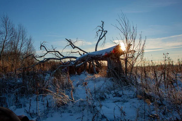 Ο ήλιος λάμπει μέσα από τα κλαδιά ενός χιονισμένου πεσμένου δέντρου — Φωτογραφία Αρχείου