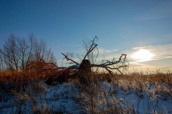 Il sole splende tra i rami di un albero nevoso caduto — Foto Stock