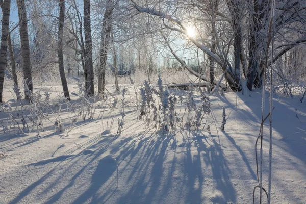 Geada em galhos de árvore em floresta de inverno — Fotografia de Stock