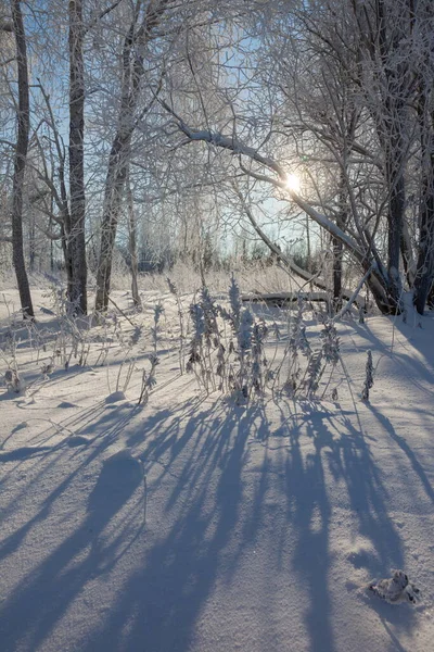 겨울 숲의 나무 가지 위에 있는 서리 — 스톡 사진